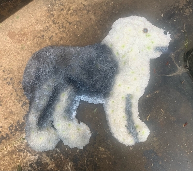 Old English Sheep Dog