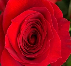 6 Luxury Red Roses Handtied