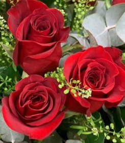 6 Red Roses Aqua Box