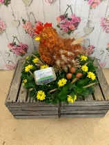 Chicken Tribute