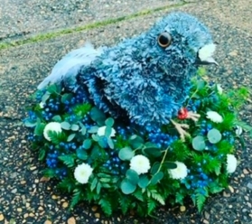 Pigeon